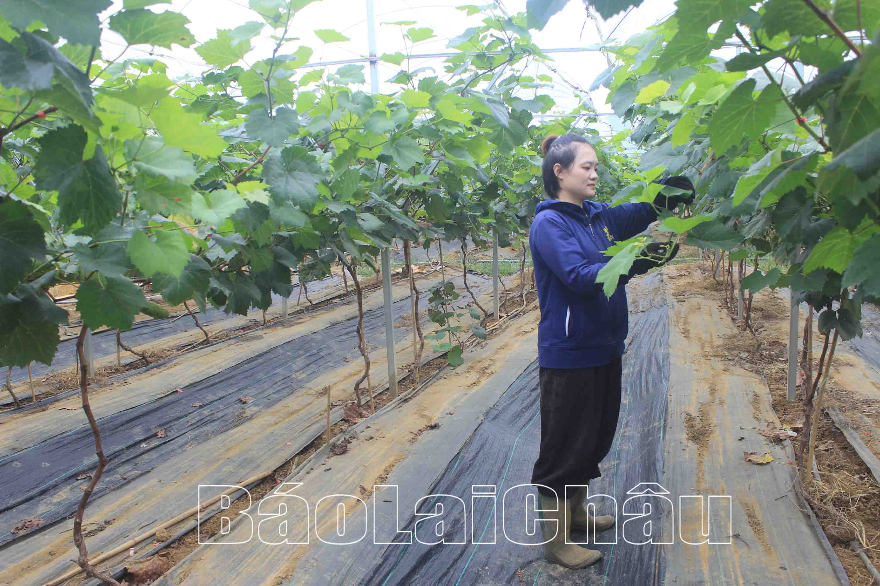 Diện tích nho của gia đình chị Trần Thị Thùy Linh phát triển tốt.